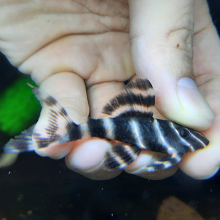 Pleco L204 5-6cm