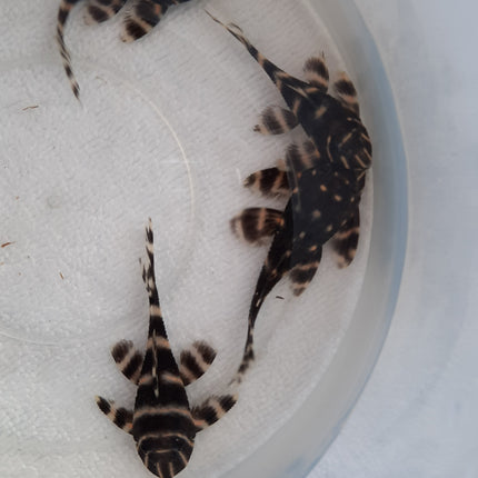 Pleco L204 5-6cm