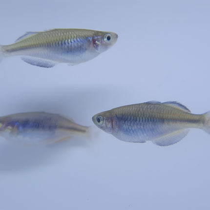 Boosemani Rainbowfish 4-5cm
