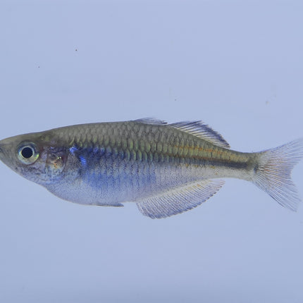 Boosemani Rainbowfish 4-5cm