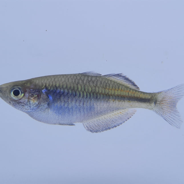 Boosemani Rainbowfish 4-5cm