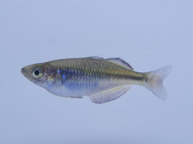Boosemani Rainbowfish 4-5cm