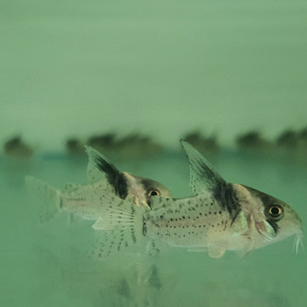 Corydoras Woltroi 3-4cm