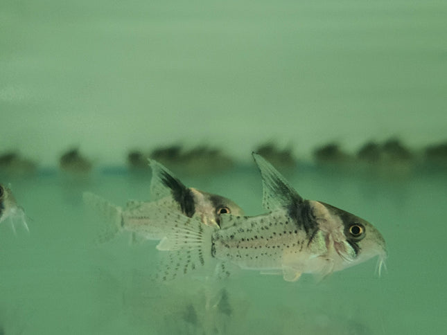 Corydoras Woltroi 3-4cm