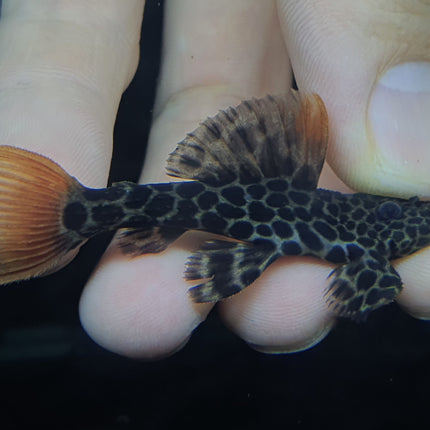 Pleco L600 3-4cm