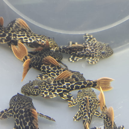 Pleco L600 3-4cm