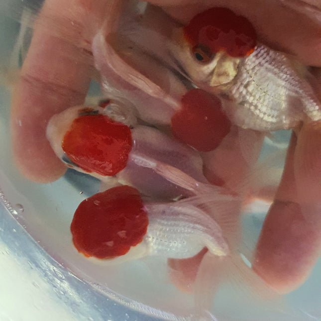 Red cap Oranda Goldfish