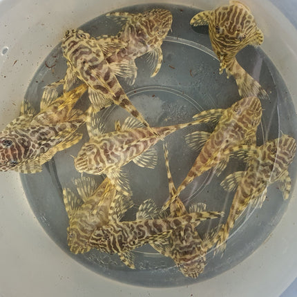 Pleco L134 leopard frog 6-8cm