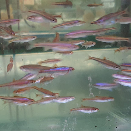 Rainbow shiner 3cm
