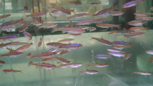 Rainbow shiner 3cm