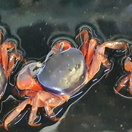 Rainbow crab 6-10cm