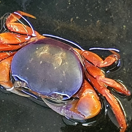 Rainbow crab 6-10cm
