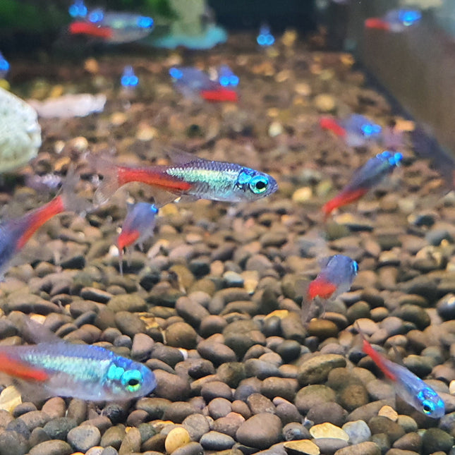 Diamond neon tetra 2cm