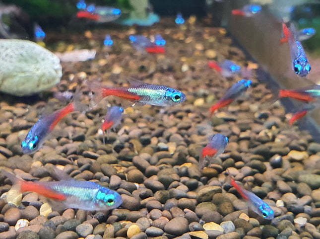 Diamond neon tetra 2cm