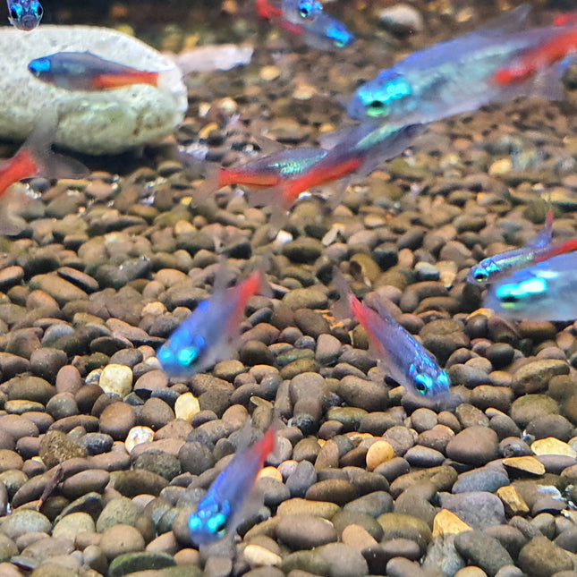 Diamond neon tetra 2cm