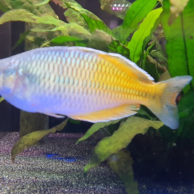 Boosemani rainbow XL 6-7cm