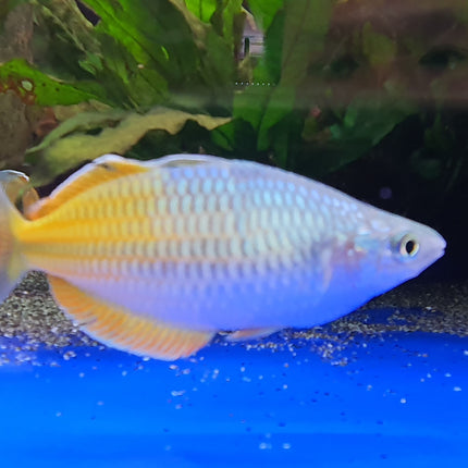 Boosemani rainbow male XL 6-7cm
