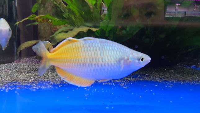 Boosemani rainbow male XL 6-7cm