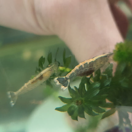Malayan colour shrimp (Wild) 1-1.5cm
