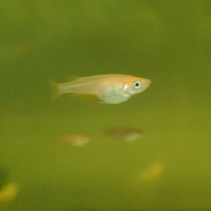 Orange rice fish 1.5cm