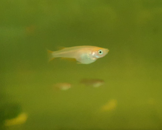 Orange rice fish 1.5cm