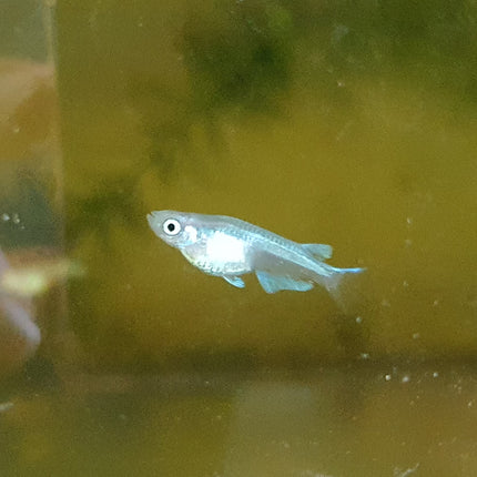 Platinum rice fish 1.2cm x5pc