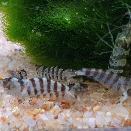 Indian zebra shrimp 1-1.5cm