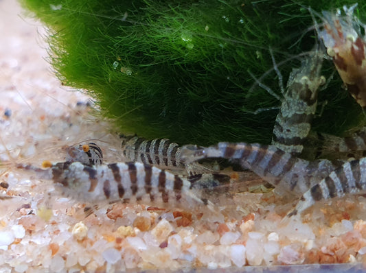 Indian zebra shrimp 1.5cm