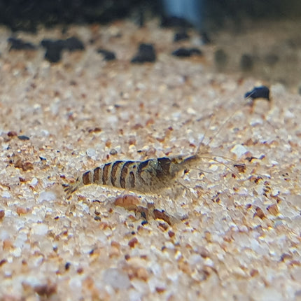 Indian zebra shrimp 1-1.5cm