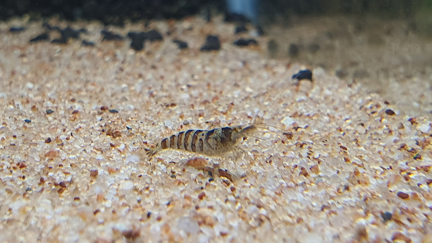 Indian zebra shrimp 1.5cm