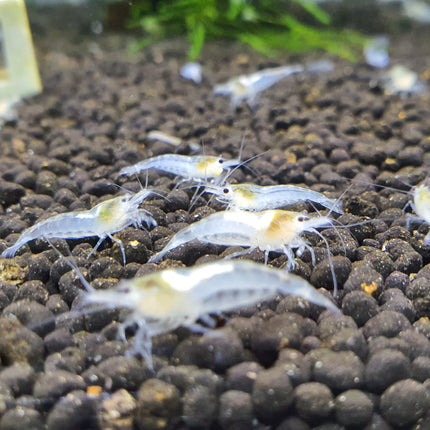 Snowball shrimp 1-1.5cm