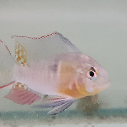 Bolivian Ram 4-5cm