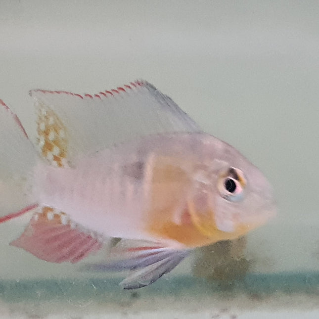 Bolivian Ram 4-5cm