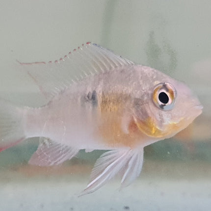 Bolivian Ram 4-5cm