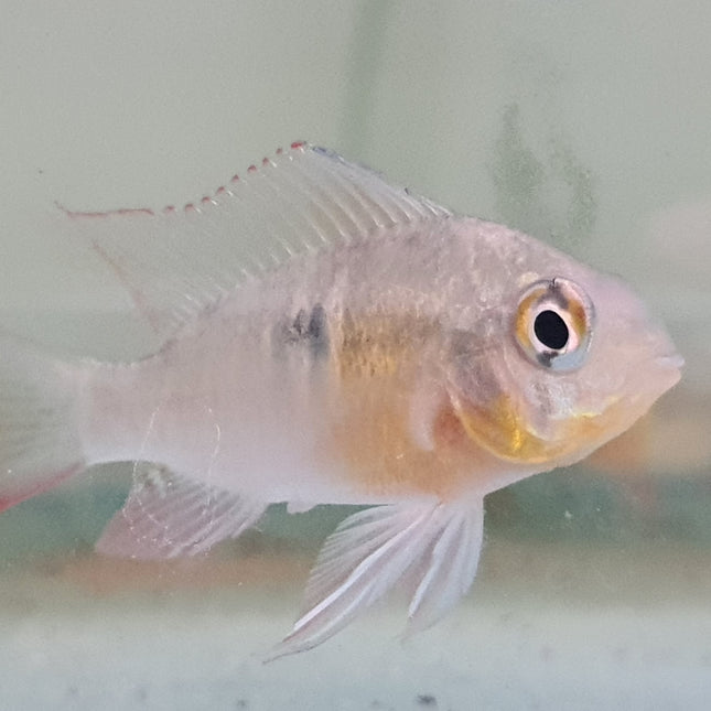 Bolivian Ram 4-5cm