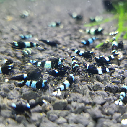 Black king kong shrimp 1cm