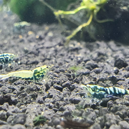 Black galaxy shrimp 1cm