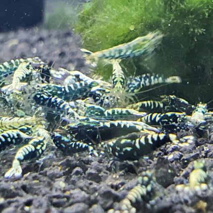Black galaxy shrimp 1cm