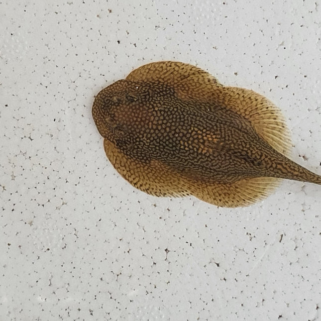 Goldring butterfly loach 4-6cm