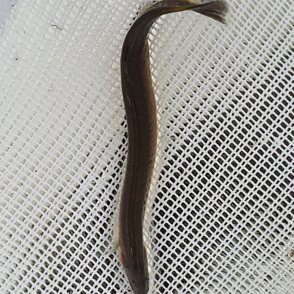 Black kuhli loach 4-5cm