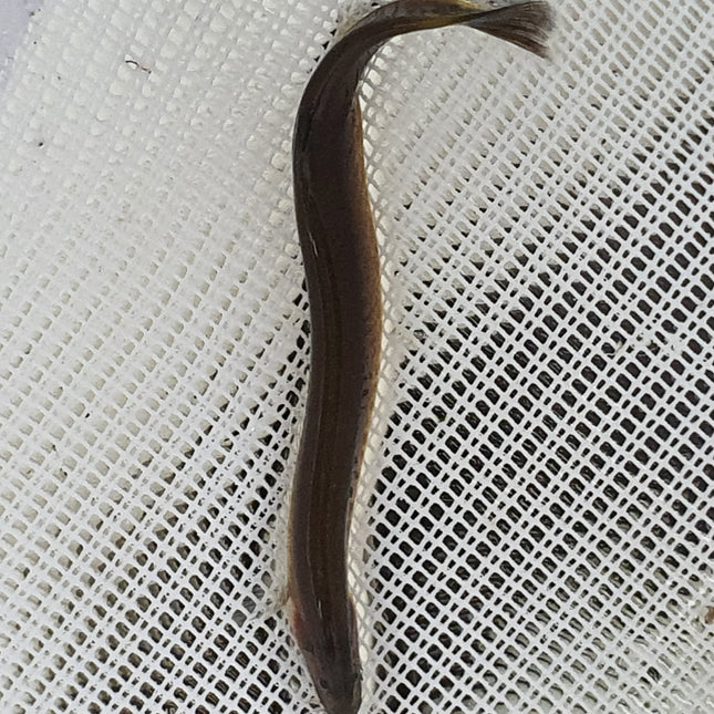 Black kuhli loach 4-5cm