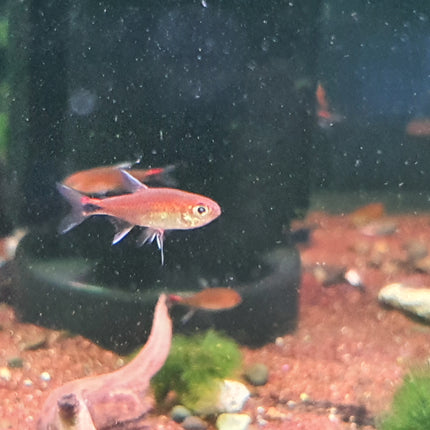 Ruby tetra 1.2cm