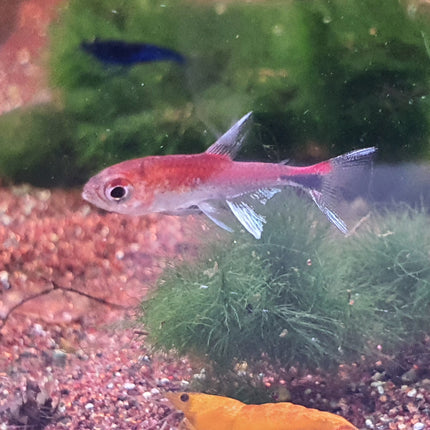 Ruby tetra 1.2cm