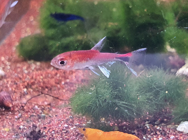 Ruby tetra 1.2cm