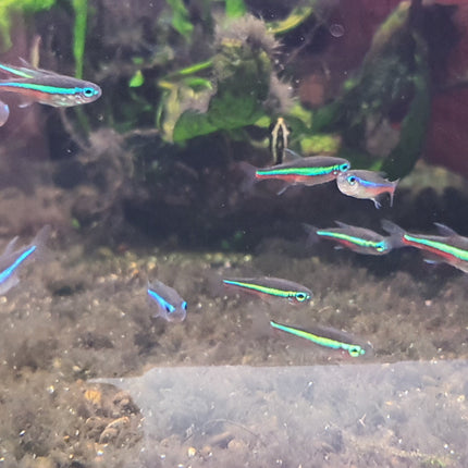Green neon tetra 2.5cm