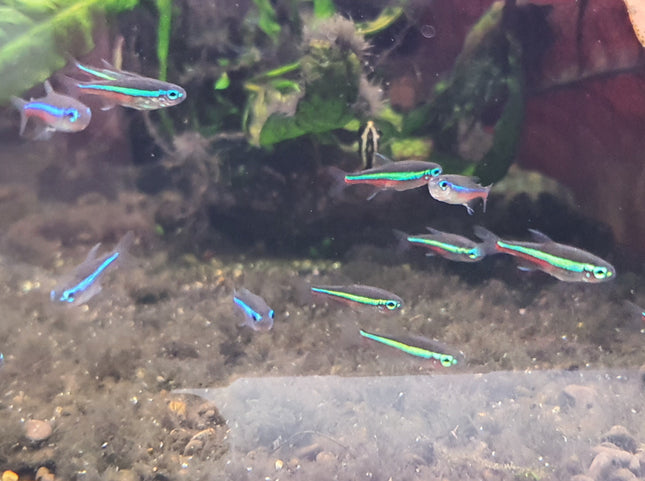 Green neon tetra 2.5cm