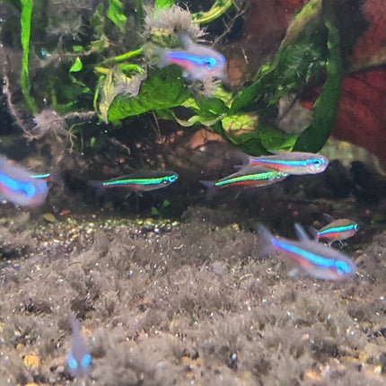 Green neon tetra 2.5cm