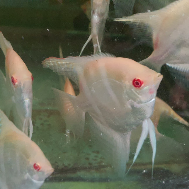 Albino manacupuru angel 7-8cm