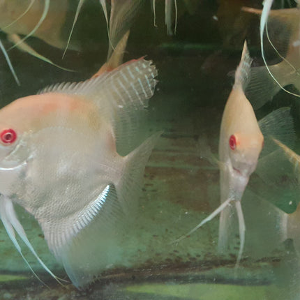 Albino manacupuru angel 7-8cm