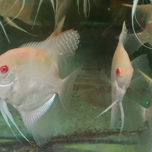 Albino manacupuru angel 7-8cm